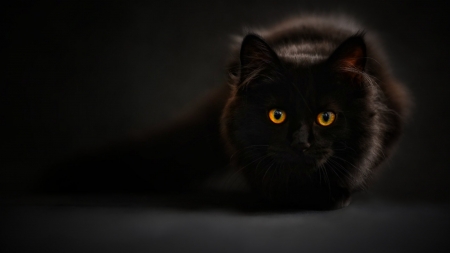 Watcher - watch, black, animals, cat