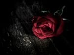 Gothic rose