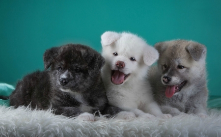 Sweet Akita Puppies - three, animals, akita, dogs, akitas, puppies