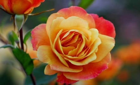 Beautiful Rose - Rose, Nature, Flowers, Beautiful, Yellow and Orange