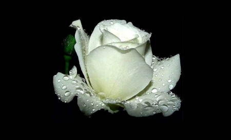 White Rose - white, nature, beautiful, flowers, rose