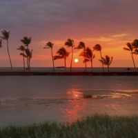 Palm Trees on Beach Sunset