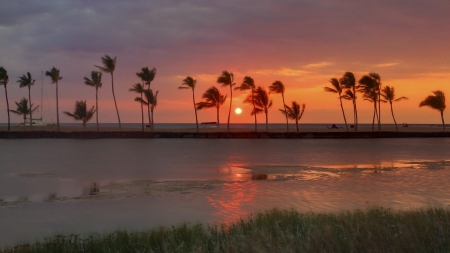 Palm Trees on Beach Sunset - nature, beach, trees, sunset, palm