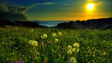 Beach Meadow - flowers, nature, beach, sunshine, meadow, field