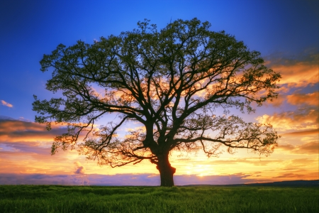 Nature - nature, sky, tree, silhouette