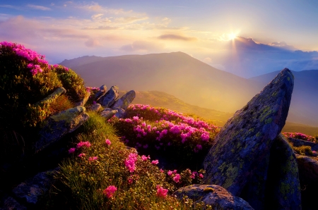 Mountain wildflowers - sunlight, hills, beautiful, slope, sunshine, valley, mountain, wildflowers, rays, view, sun, sky, rocks