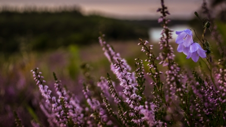 Flower - sky, flower, nature, grass