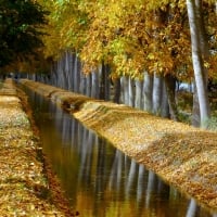 birch trees lined canal in autumn