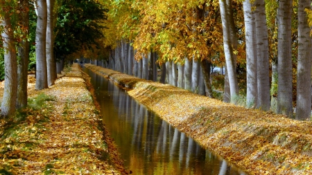 birch trees lined canal in autumn - trees, autumn, canal, rows, leaves