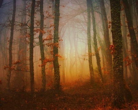 Enchanted Forest - fog, nature, forest, trees