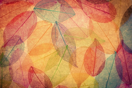 Autumn Leaves - leaves, colorful, fall, autumn