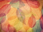 Autumn Leaves