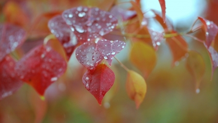 Autumn dew - leaves, nature, autumn, dew