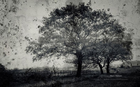 Autumn trees - autumn, landscape, photography, field, wallpaper, meadow, black and white, country, nature, abstract, ranch, tree, scene