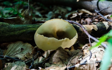 Fungi IV. - summer, forest, wallpaper, mushroom, abstract, grass, wood, fungi, photography, nature, autumn