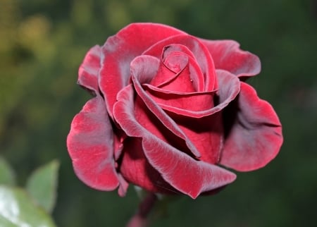 Love - one, rose, love, red