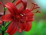 Red Lily