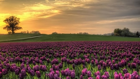 Purple Love - tulip, flower, purple, sunset