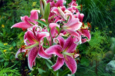 Garden Lilies - blossoms, plants, petals, pink, leaves