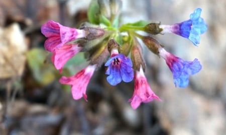 Colors - flower, pink, colors, blue