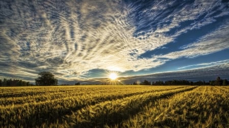 Wheat - sky, wheat, nature, sunset