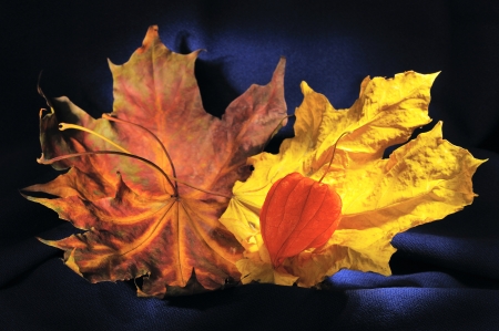 Autumn Leaves - autumn, yellow, blue background, red, light, winter cherry, orange, leaves