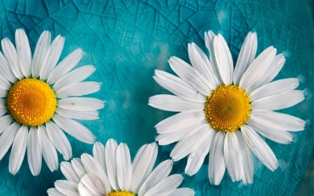 Daisies - white, turquoise, yellow, flowers, daisies