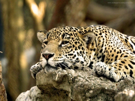 leopard - rock, leopard, feline, cat