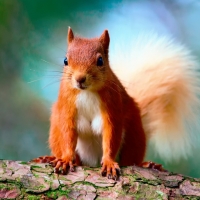 cute red squirrel