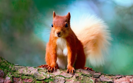 cute red squirrel - cute, squirrel, branch, red