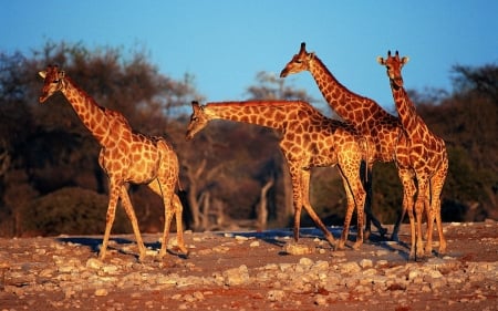 giraffes - tree, giraffe, ground, savanna