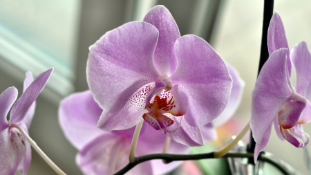 Lavender Orchid  - love, wide screen, beauty, orchid, photography, still life, floral, romance, photo, flower