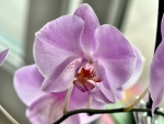 Lavender Orchid 