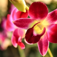 Red and Yellow Orchid F1