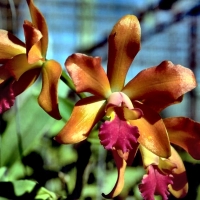 Gold and Purple Orchids 