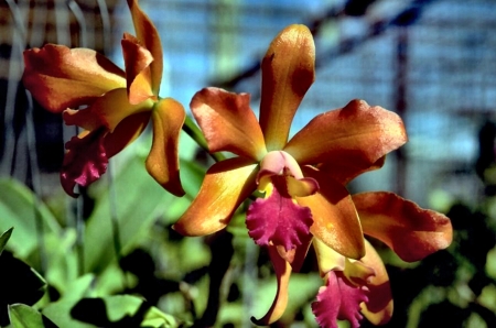 Gold and Purple Orchids  - wide screen, flower, beauty, photo, love, still life, romance, photography, orchid, floral