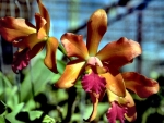 Gold and Purple Orchids 