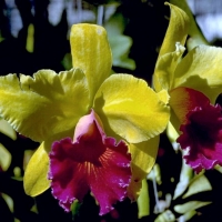 Yellow and Purple Orchids