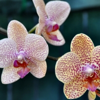 Three Orchids