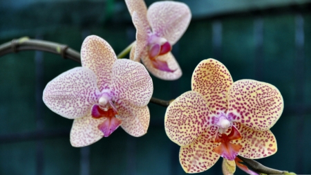 Three Orchids - wide screen, flower, beauty, photo, love, still life, romance, orchids, photography, floral