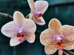 Three Orchids