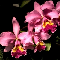 4 Pink Orchids F