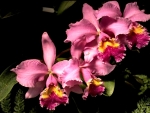 4 Pink Orchids F