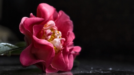 Interesting Camellia F - photography, beauty, romance, photo, love, flower, still life, camellia, wide screen, floral