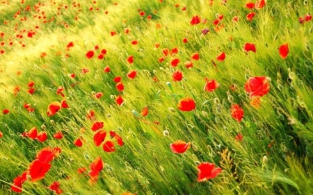 Tulip Fields - flowers, tulip, red, fields