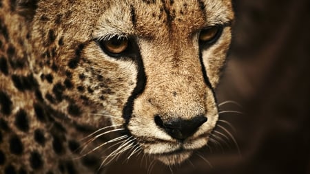 Cheetah - close up, cheetah, animals, photography