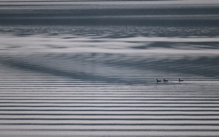 Lake - lake, nature, bird, swim