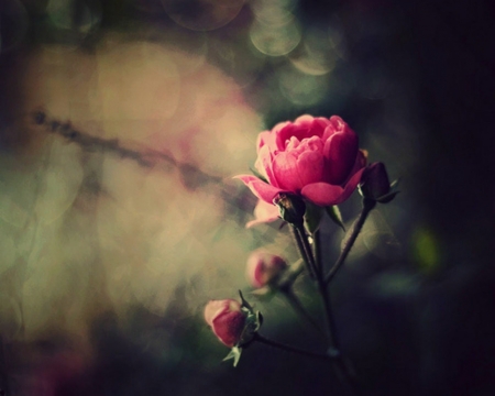 Beauty - flowers, buds, nature, rose