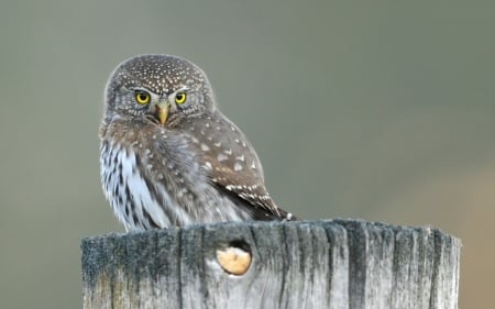 Owl - animal, eye, owl, bird