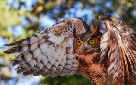 Owl - animal, eye, owl, bird